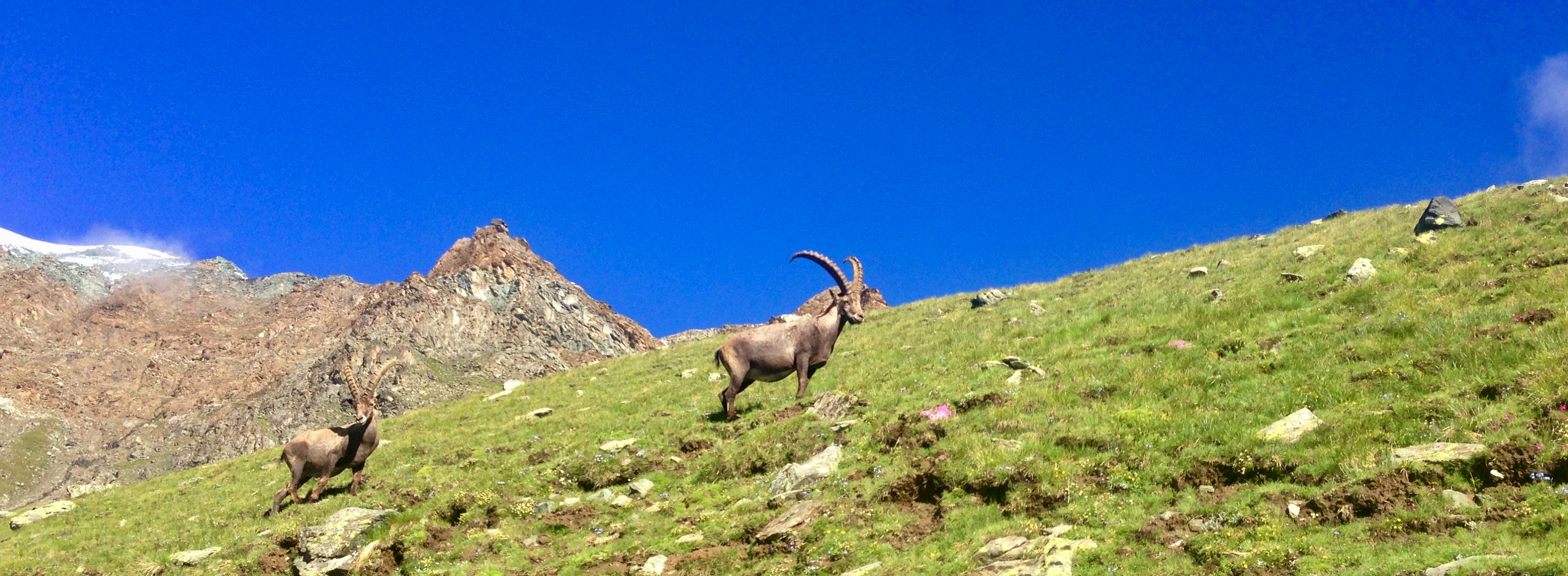 Ibex along the alta via 2 on the Gran Paradiso traverse in Italy