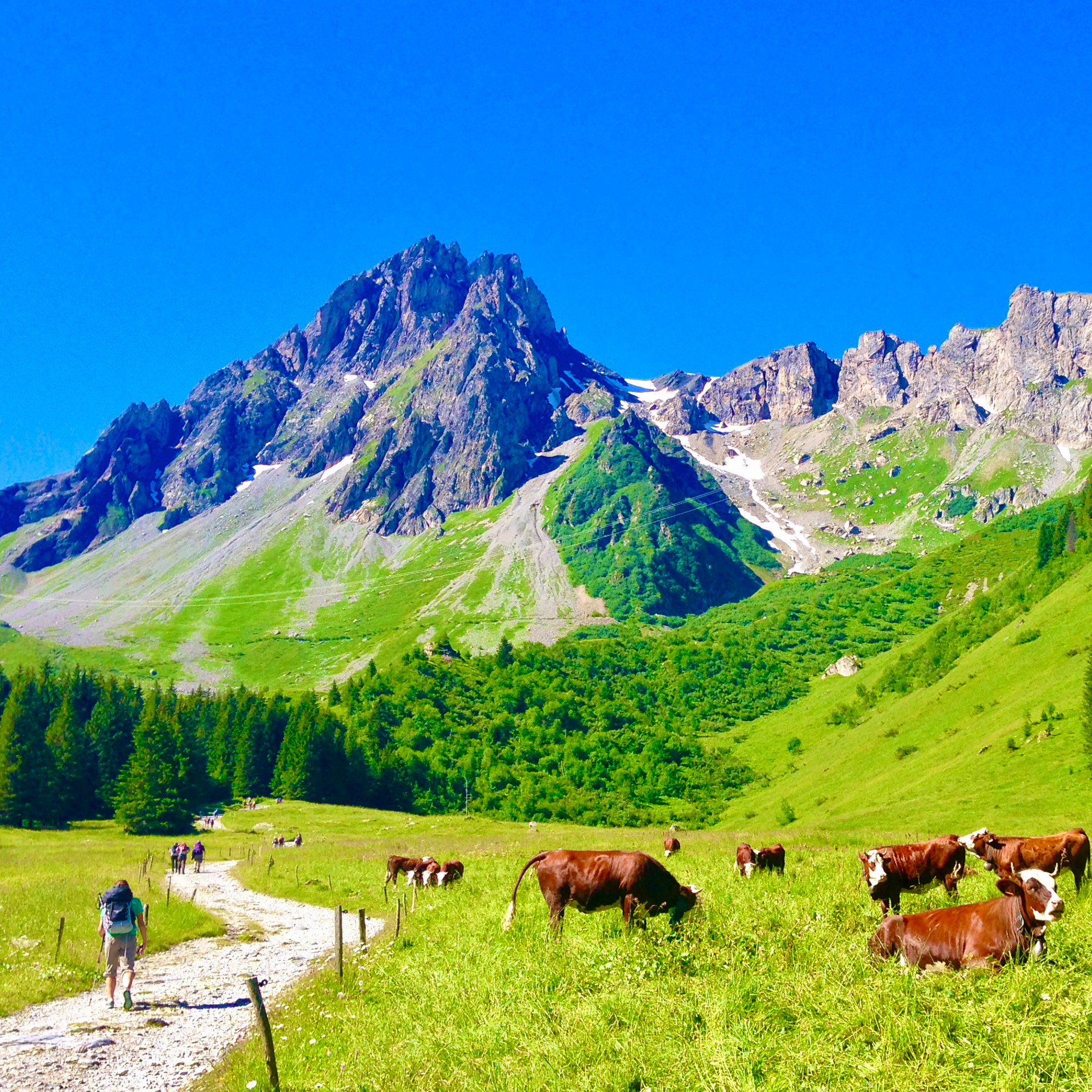 Ascending through pastures in Val Montjoie amongst cows on the TMB Ascending through pastures in Val Montjoie amongst cows on the TMB