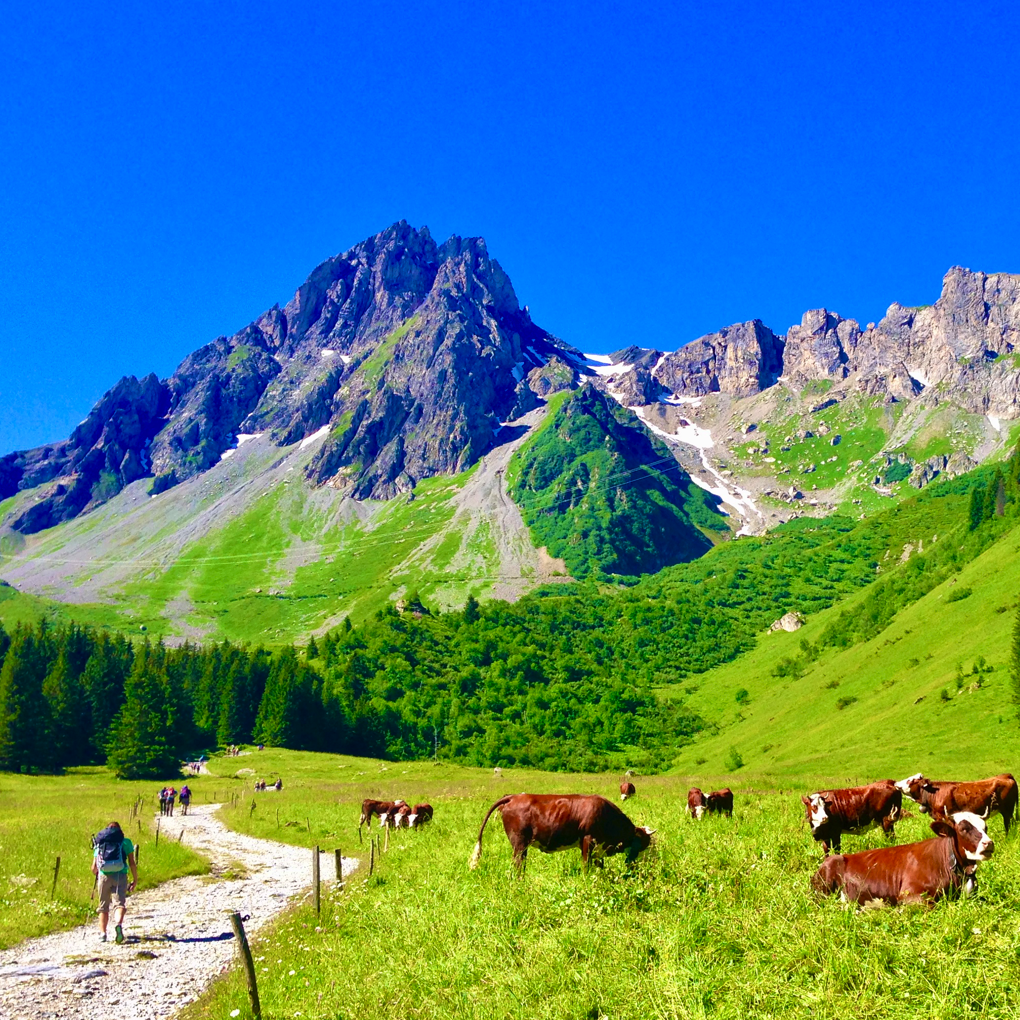 Ascending through pastures in Val Montjoie amongst cows on the TMB